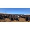 Image 9 : Cattlewood Farms Ltd. - 830# April Delivery Heifers - 70 Head (Vauxhall, AB)