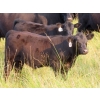 Image 5 : Clay Ridge Stock Farms Inc. - 580# Nov/Dec Steer Calves - 105 Head (Fairlight, SK)