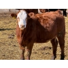 Image 3 : Scott & Gail Sapergia - 10 RBF Simm X November Delivery Bred Heifers (Hays, AB)