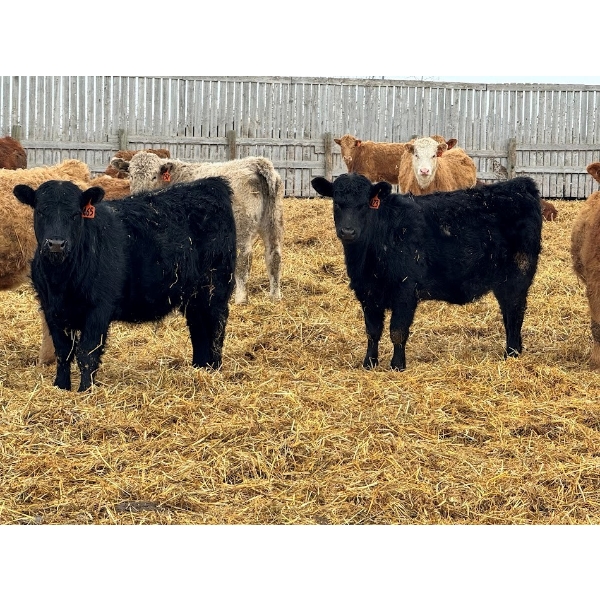JDC AG - 850# June/July Delivery Heifers - 140 Head (Yorkton, SK)