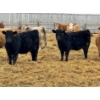 Image 1 : JDC AG - 850# June/July Delivery Heifers - 140 Head (Yorkton, SK)