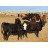 Image 7 : Van Hal Livestock Inc. - 700# May Delivery Heifers - 75 Head (Seven Persons, AB)