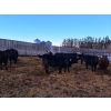 Image 6 : Four Harts Cattle Co. - 910# March Delivery Steers - 134 Head (Vermilion, AB)