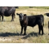 Image 9 : Rommens Farm Ltd. - 575# October Delivery Steer Calves - 65 Head (Brooks, AB)