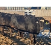 Image 7 : Little Rainbow Ranch - 1150# January Delivery Open Heifers - 40 Head (Moosomin, SK)