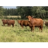 Image 3 : Anchor C Cattle Company - 900# October Grass Heifers - 68 Head (Sundre, AB)