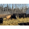 Image 3 : VJS Ag Corp. - 770# March/April Delivery Steers - 77 Head (Vanscoy, SK) VBP+