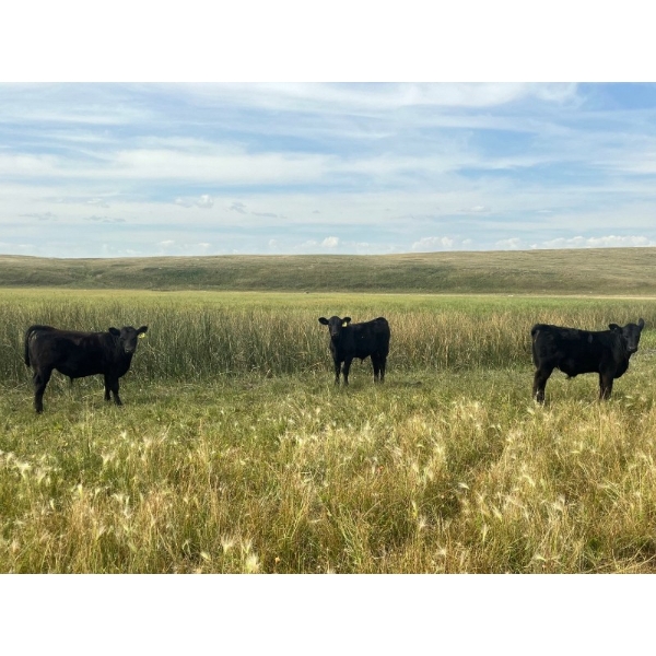 Darrell Goldsmith - 450# October Delivery Steer Calves - 75 Head (Hoosier, SK)