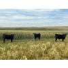 Image 1 : Darrell Goldsmith - 450# October Delivery Steer Calves - 75 Head (Hoosier, SK)