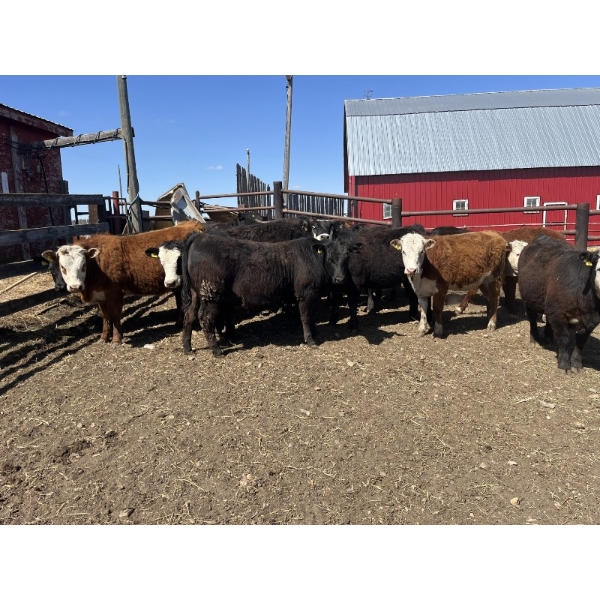 Lake Thelma Farms - 770# May Delivery Heifers - 35 Head (Coronation, AB)