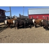Image 1 : Lake Thelma Farms - 770# May Delivery Heifers - 35 Head (Coronation, AB)