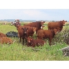 Image 1 : Mebs Ranch - 1000# August Grass Heifers - 35 Head (Broadview, SK) VBP+