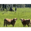 Image 5 : Cunningham Cattle Co. - 680# October Delivery Steer Calves - 270 Head (Sundre, AB)