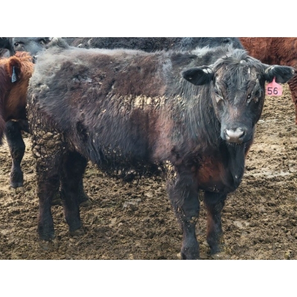 John & Kate Anderson - 890# March Delivery Steers - 50 Head (Ashcroft, BC)