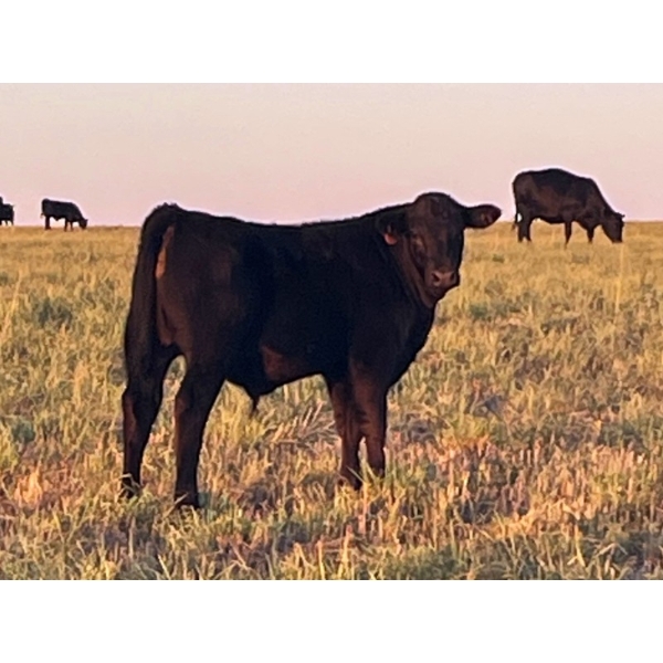 Sheerness Farms (Travis & Stacie Hickle) - 515# Steer Calves - 40 Head (Hanna, AB)