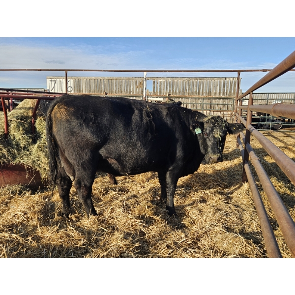 Joel Van Wert  - 1 Black Cow (Pen 440)