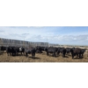 Image 5 : Cattlewood Farms Ltd. - 740# June Delivery Heifers - 145 Head (Fincastle, AB)