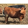 Image 6 : West Ridge Farms - 945# April Delivery Steers - 66 Head (Crossfield, AB)