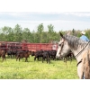 Image 5 : Ryan & Lisa Smith - 560# November Delivery Steer Calves - 85 Head (Winfield, AB)