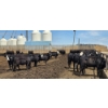 Image 3 : Ripple Rock Ranch - 700# June Delivery Heifers - 90 Head (Fincastle, AB)