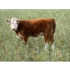 Image 7 : Jones Hereford Ranch - 540# October Delivery Heifer Calves - 30 Head (Balzac, AB)