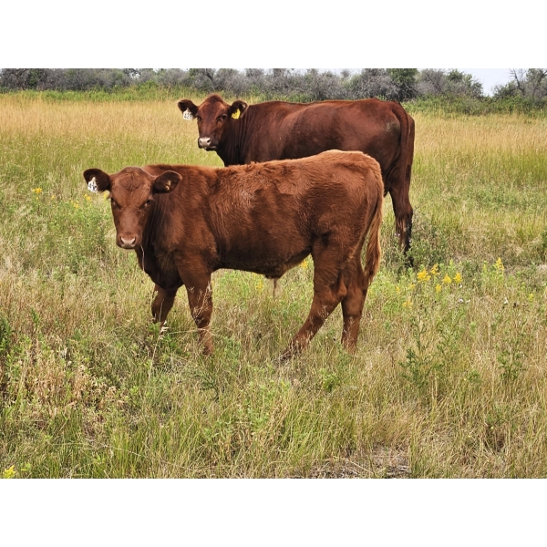 Coyote Tree Ranching - 560# November Delivery Steer Calves - 100 Head (Patricia, AB)