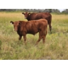 Image 1 : Coyote Tree Ranching - 560# November Delivery Steer Calves - 100 Head (Patricia, AB)