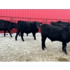 Image 9 : Turtleview Livestock - 750# March Delivery Steers - 79 Head (Goodlands, MB) VBP+