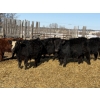 Image 2 : Michael Jennings - 680# March Delivery Steers - 73 Head (Condor, AB)