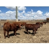 Image 7 : Rick Matz - 20 November Delivery Red Angus X Bred Heifers (Strathmore, AB)