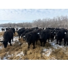 Image 2 : SNC Ranching - 930# March Delivery Steers - 185 Head (Arcola, SK)