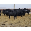 Image 2 : Gibraltar Cattle - 9 Black Heifers (Pen 533 - 535)