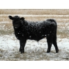 Image 2 : Coal Creek Ranching - 575# December Steer Calves - 85 Head (Brooks, AB)