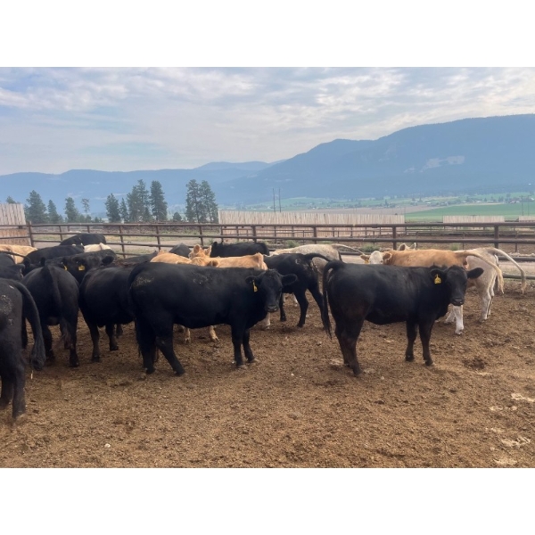 Westwold View Farms - 885# September Delivery Spayed Heifers - 70 Head (Westwold, BC)