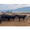 Image 1 : Westwold View Farms - 885# September Delivery Spayed Heifers - 70 Head (Westwold, BC)