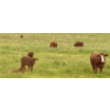 Image 6 : FA7 Ranch - 630# October Delivery Steer Calves - 100 Head (Piapot, SK)