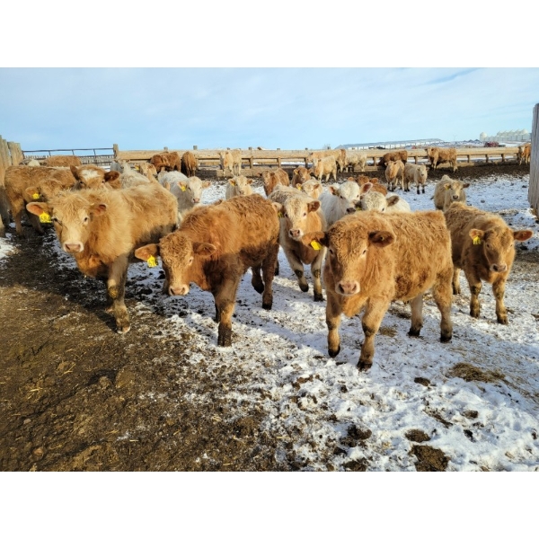 Bauer Ranching - 860# February Weaned Steers - 375 Head (Hilda, AB)