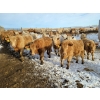 Image 1 : Bauer Ranching - 860# February Weaned Steers - 375 Head (Hilda, AB)