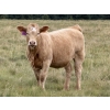 Image 3 : Tanner & Michelle Lawton - 600# Oct/Nov Delivery Heifer Calves - 40 Head (Eckville, AB)
