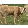 Image 3 : Border View Ranch - 580# October Delivery Heifer Calves - 80 Head (Coronach, SK)