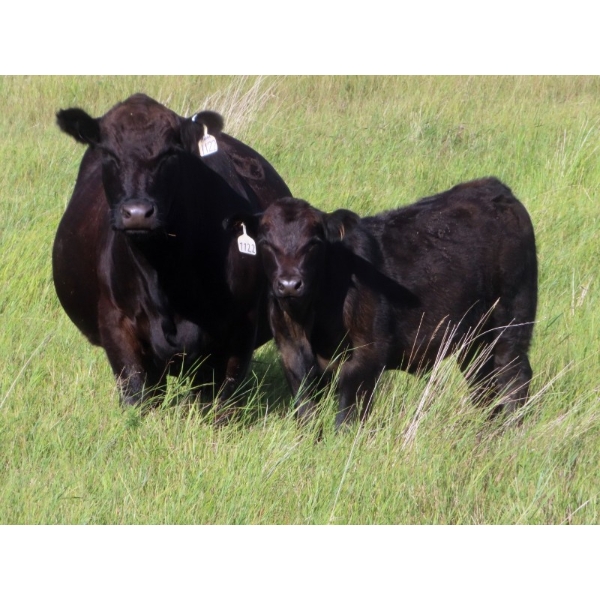 Marsh Ranches Ltd. (Marsh 99 Ranch) - 595# Nov/Dec Steer Calves - 100 Head (Southey, SK) VBP+