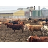 Image 3 : Larry Konschuk - 900# March Delivery Heifers - 125 Head (Strathmore, AB)