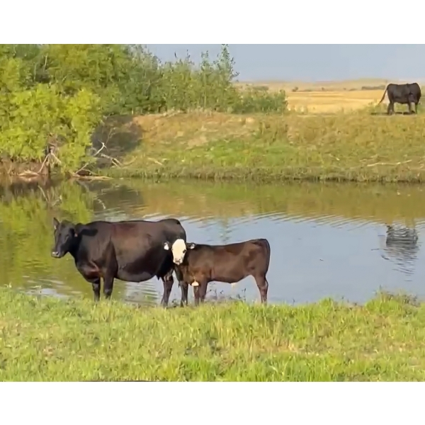 RL Ranches (Lyle & Rylee Hewitt) - 625# October Delivery Steer Calves - 70 Head (Buffalo, AB)