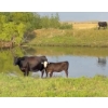 Image 4 : RL Ranches (Lyle & Rylee Hewitt) - 550# October Delivery Heifer Calves - 80 Head (Buffalo, AB)