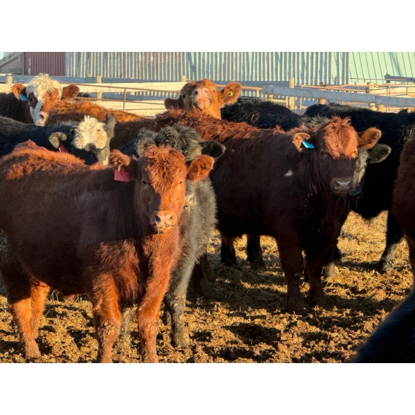 Justin Tateson - 950# February Delivery Steers - 65 Head (Scandia, AB)
