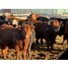 Image 1 : Justin Tateson - 950# February Delivery Steers - 65 Head (Scandia, AB)