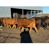 Image 5 : Poplarview Stock Farm - 875# November Delivery Grass Heifers - 140 Head (Pipestone, MB)