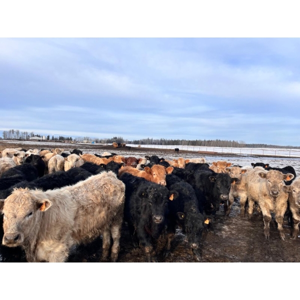 DeLeeuw Farms - 950# September Grass Steers - 110 Head (Athabasca, AB)