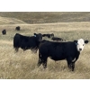 Image 4 : Logan & Shawni Jo James - 665# Oct/Nov Delivery Steer Calves - 80 Head (Drumheller, AB)