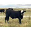 Image 2 : DK Livestock - 1060# September Delivery Grass Steers - 44 Head (Langdon, AB)